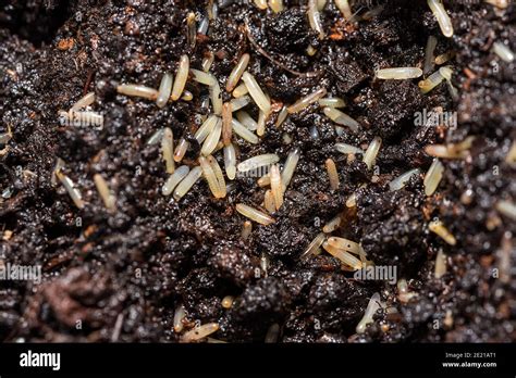 Huevos de grillos antes de incubar. Insectos alimenticios para reptiles ...