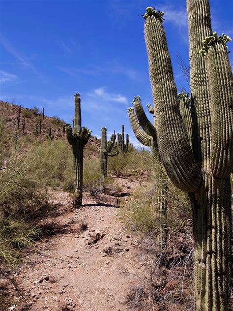 Desert Cactus Landscape · Free photo on Pixabay