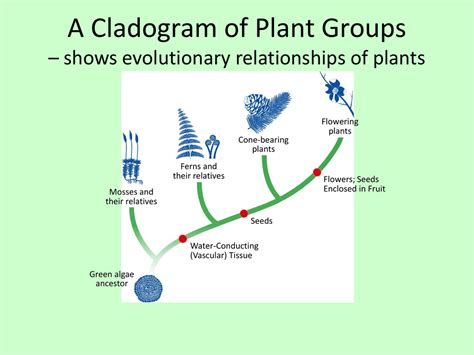 A Cladogram of Plant Groups * shows evolutionary relationships of