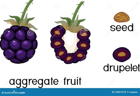 Internal And External Structure Of Raspberry Aggregate Fruit Cartoon Vector | CartoonDealer.com ...