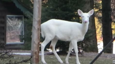 Rare albino deer caught on camera in Wisconsin - ABC13 Houston