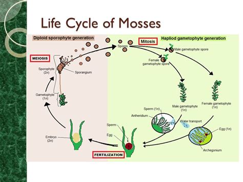 Mosses life cycle animation