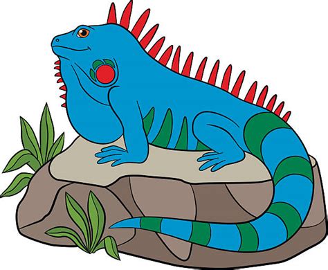 Royalty Free Iguana Clip Art, Vector Images & Illustrations - iStock