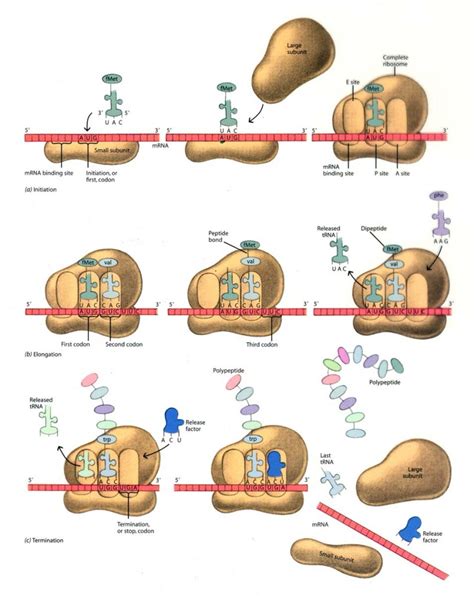 Protein Synthesis Steps - Protein Synthesis