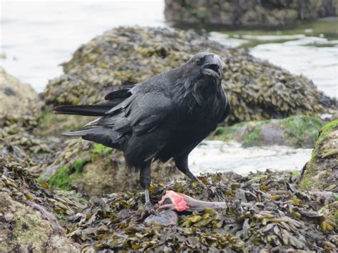 Comox Valley and beyond...: Common Raven