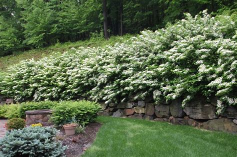 viburnum hedge | Gardening Ideas | Pinterest