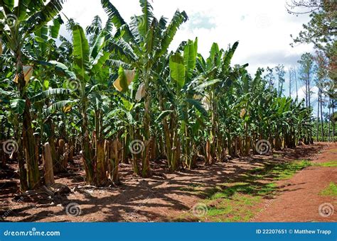 A Banana Plantation in Queensland Stock Image - Image of asia, economy: 22207651