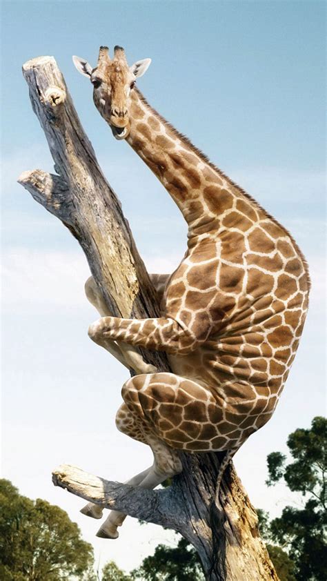 ↑↑TAP AND GET THE FREE APP! Fun Giraffe on Tree Colorful LOL Funny Amazing Laughing Animal Joke ...