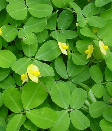 Pinto Peanuts (Arachis pintoi) | Yandina Community Gardens