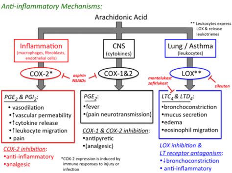 What are the Natural Anti-Inflammatory Agents for Pain Relief - Austin Texas Functional Medicine ...