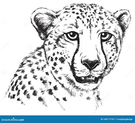 Black and White Line Drawing of a Cheetah`s Face Stock Vector - Illustration of jubatus, drawn ...