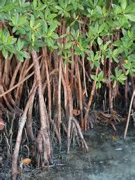 Caitlin D. Marine Science: Mangrove Adaptations