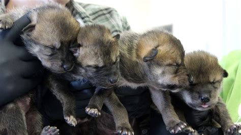 Mexican Wolf Pups Born at Brookfield Zoo Released Into the Wild as Part of Endangered Species ...