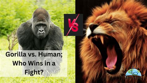 Gorilla Vs Lion - Who Will Win? - Vet Tips