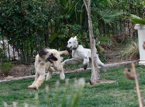 Afghan Hound Rescue | Afghan hound, Rescue dogs, Hound