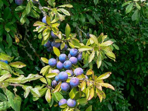 How to Care for Blueberry Bushes | Dengarden