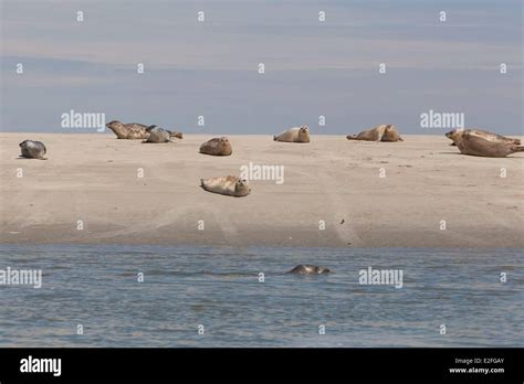 France, Somme, Baie de Somme, seals Stock Photo - Alamy