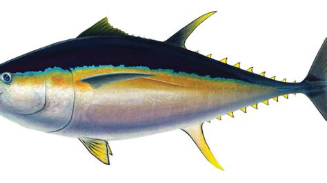 Bigeye Tuna: Unmatched Stamina - Anglers Journal - A Fishing Life