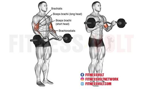 How To Do The EZ Bar Curl (Biceps) – Fitness Volt