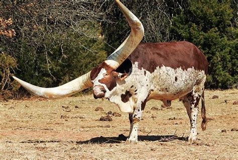 Does Longhorn Cows Have Horns - All About Cow Photos