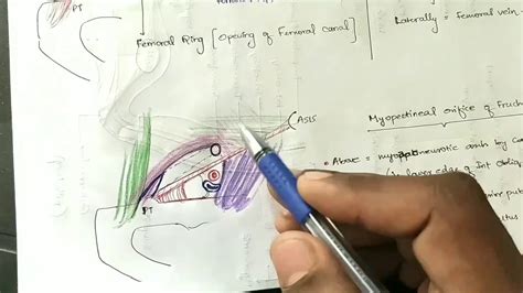 Femoral Ring & Myopectineal orifice - YouTube