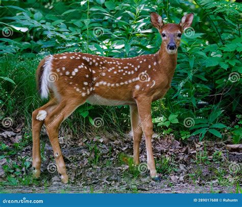 White-tailed Deer Fawn with Spots Stock Photo - Image of plant, spots ...