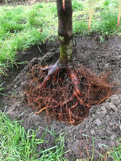 Landscaping and Property Maintenance - How to pull off your first bare root tree planting ...