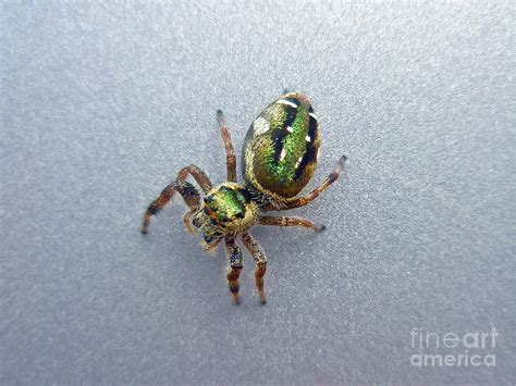 Jumping Spider - Green Salticidae Photograph by Carol Senske - Fine Art America