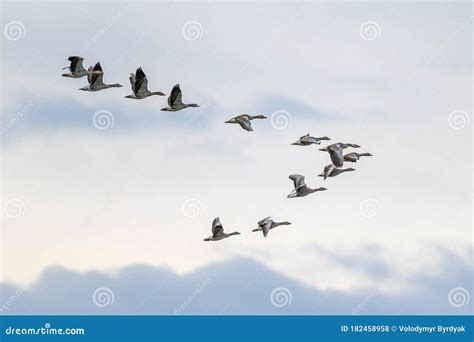 Migrating Geese Flying in V Formation Stock Photo - Image of flying ...