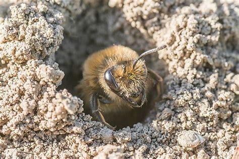 The Seven Different Types of Bees - WorldAtlas