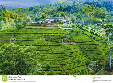 Green Tea Plantation in Sri Lanka Stock Photo - Image of plantation, farm: 113583954