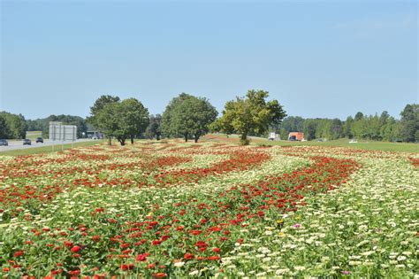 Best Regional Wildflower Planting, Western Region: First … | Flickr