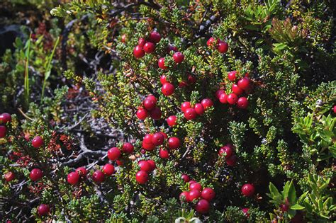 Calafate Berries On Tree in Patagonia Photograph by Blaz Gvajc | Fine Art America