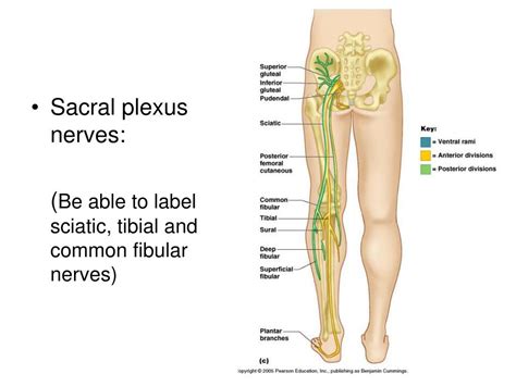 PPT - Lumbar and sacral plexuses PowerPoint Presentation, free download - ID:5321514