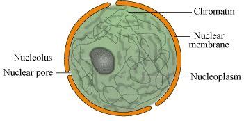 Nucleoplasm