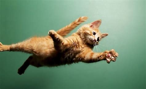 A Compilation Video of Impressive Cat Jumps and Hilarious Failed ...