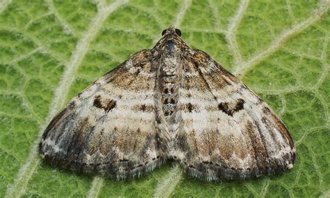 Common Carpet | Butterfly Conservation