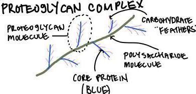 What are Proteoglycans? (with picture)