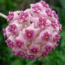 Multi-Varieties Hoya Carnosa Flower Seeds 100pcs/pack