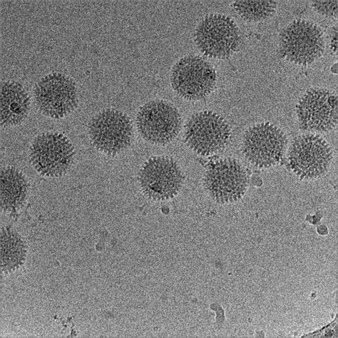 Cryoelectron Microscopy; Electron Cryomicroscopy