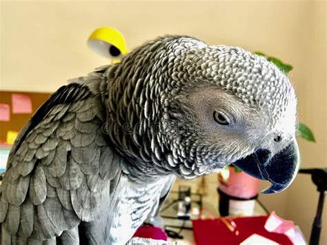 African grey parrot stock image. Image of home, talking - 90121847