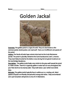 Golden Jackal - lesson review article facts information questions vocab