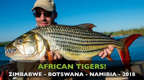 CATCHING BIG TIGERFISH IN THE ZAMBEZI RIVER IN AFRICA - YouTube