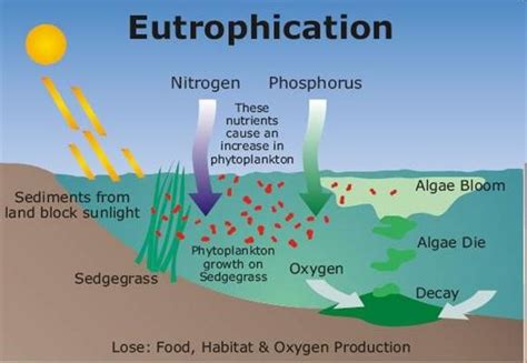 Preventing the Impact of Harmful Algal Blooms on Florida’s Shellfish ...