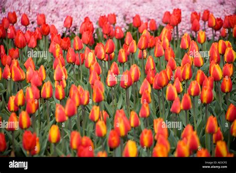 Tulips Keukenhof Gardens Stock Photo - Alamy