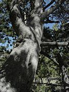 Category:Pinus albicaulis (bark) - Wikimedia Commons