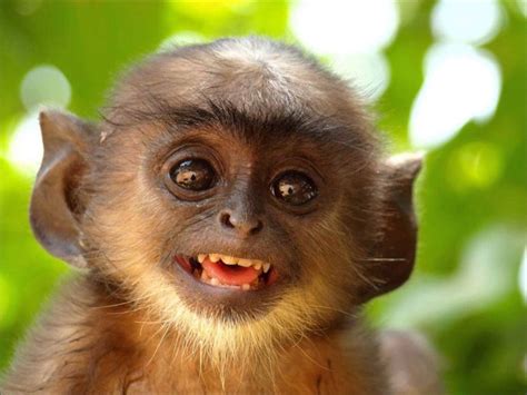 Image result for smiling monkey | Funny monkey pictures, Smiling ...