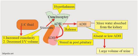 Antidiuretic Hormone (ADH, Vasopressin, Arginine Vasopressin Hormone), Diabetes Insipidus ...