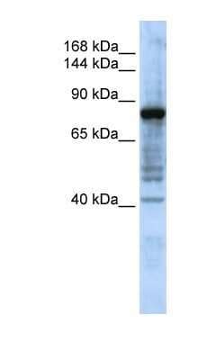 Hephaestin Antibody (NBP1-62496): Novus Biologicals