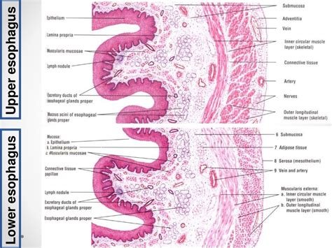 Histology of gastrointestinal tract